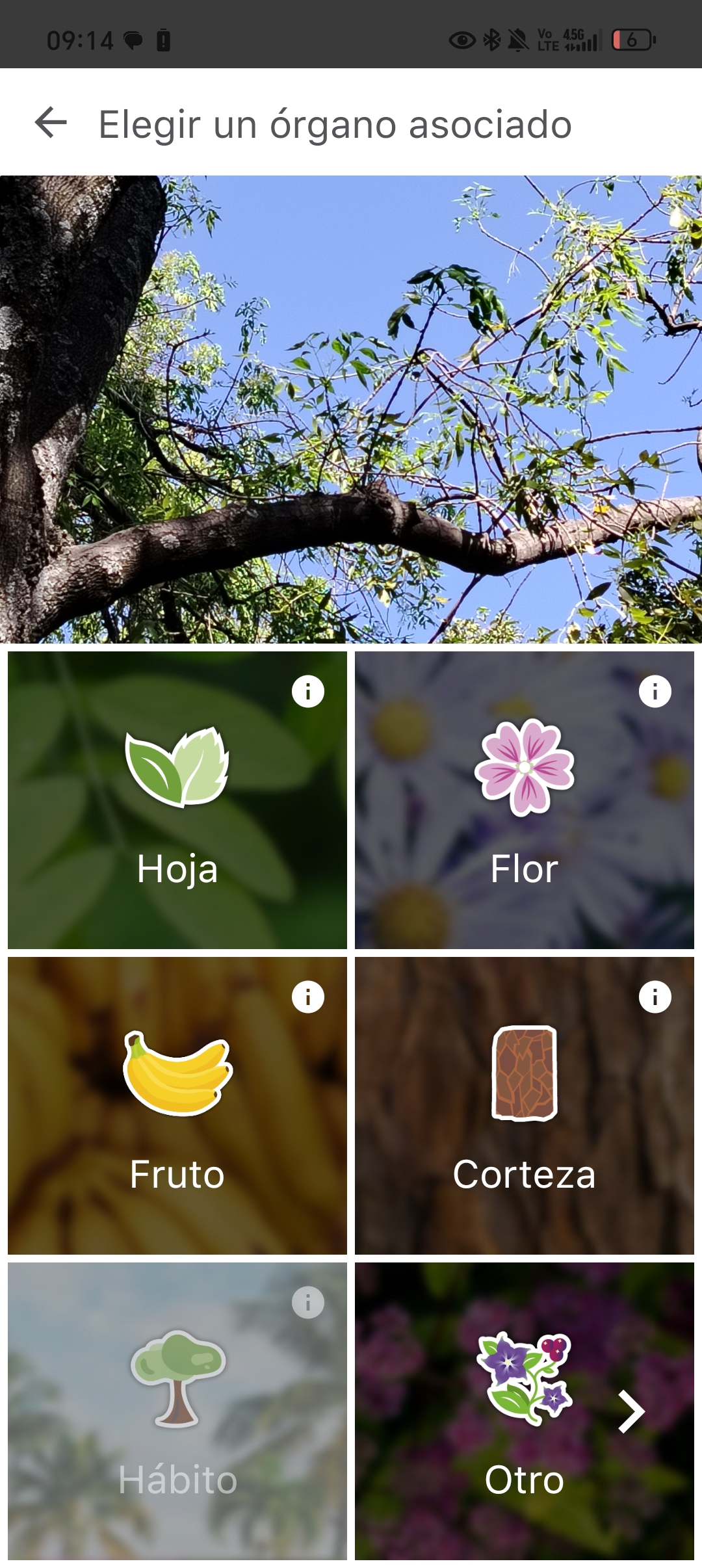 Fotografiando hojas de un árbol