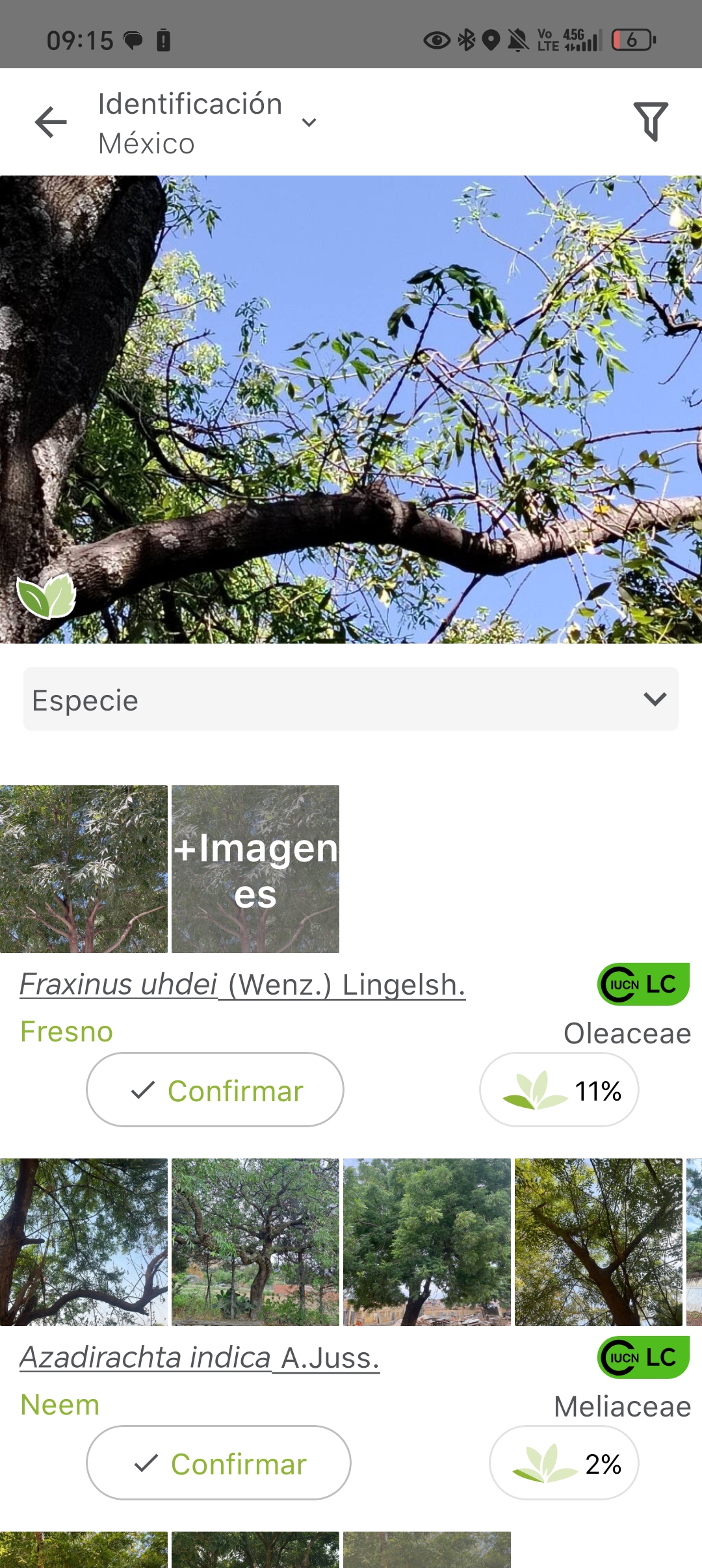 Flores o frutos en un árbol